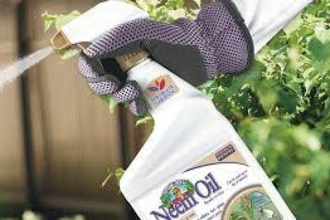 Natural Pest Control in California