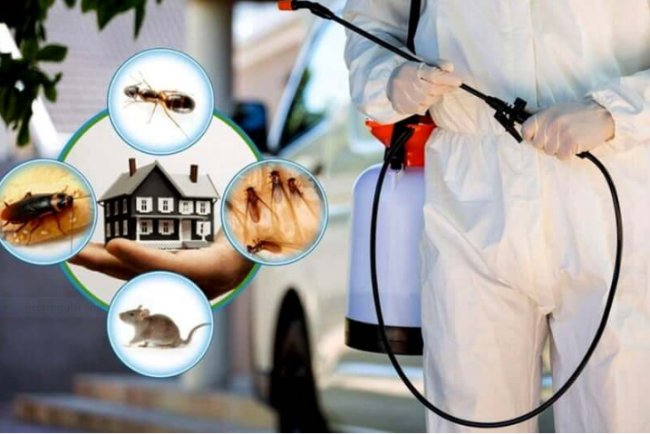 Pest Control in Florida