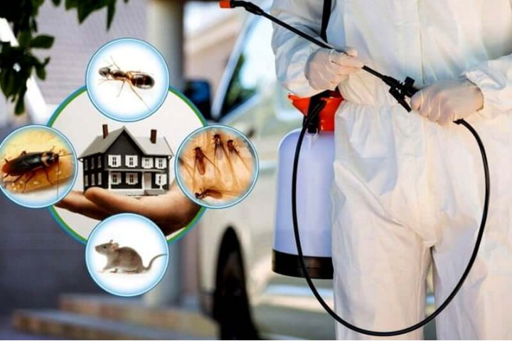 Pest Control in Florida