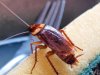 Pest Control in Maryland Line MD