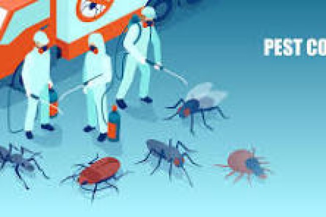 Pest Control in Phoenix, Arizona