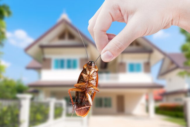 Pest Control in Oakland, California