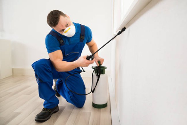 Pest Control in Manchaca, TX