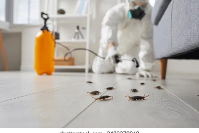 Pest control in Elizabethport, NJ