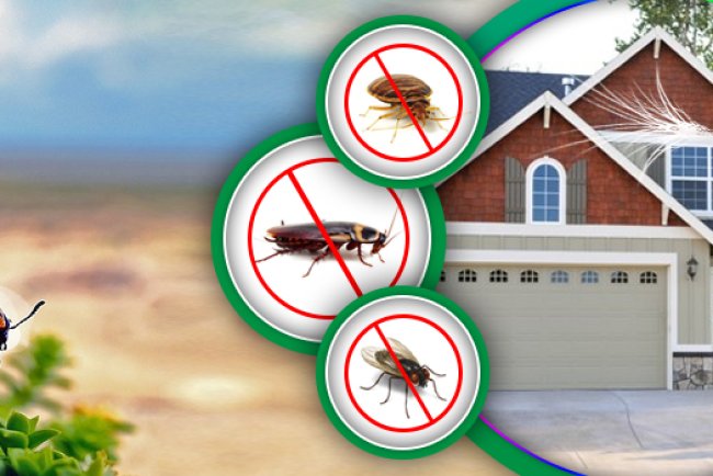 Pest Control Elmo TX