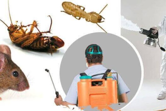 Pest Control in Hondo, TX