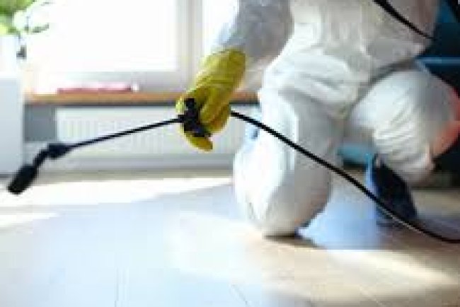 Pest Control in Irving, TX