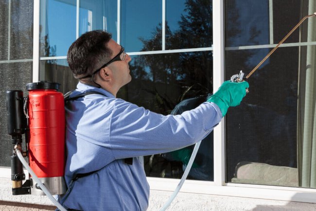 Pests in Grand Prairie, TX