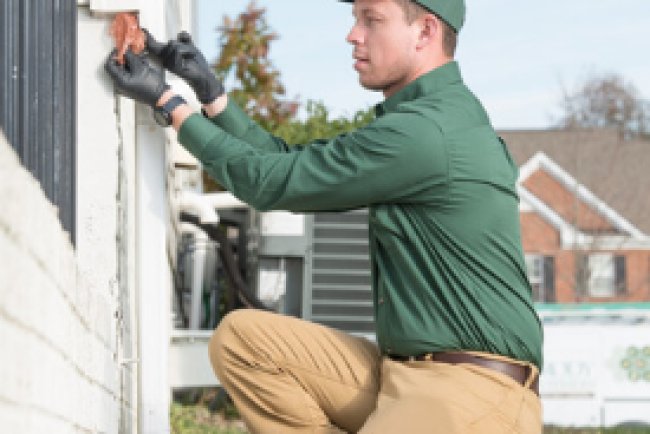 Pest Control in Lutherville Timonium MD