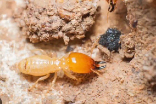 pest control in Marriottsville MD