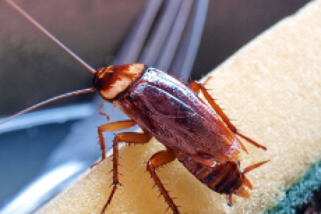 Pest Control in Maryland Line MD