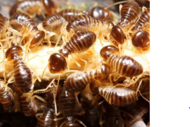 Pest Control in Kingsville MD