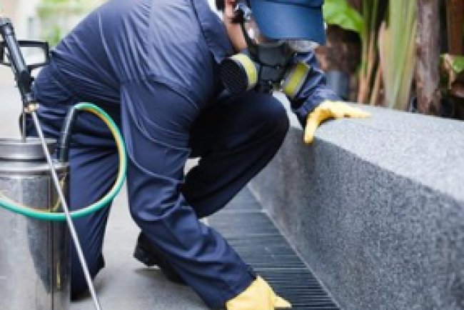 Pest control in Fair Lawn NJ