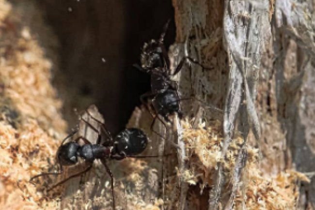 Pest Control in Pequannock NJ