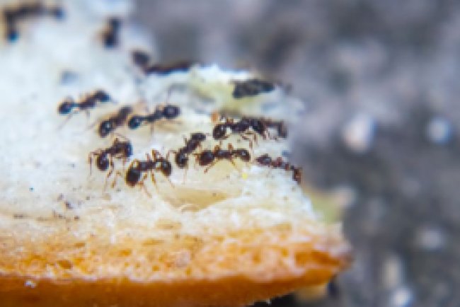 Pest Control in Haskell NJ