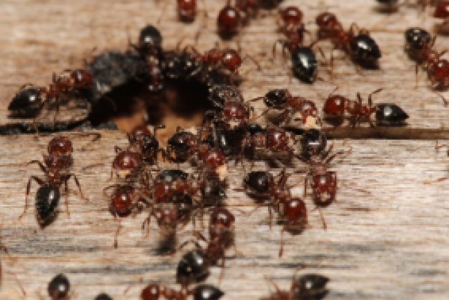 Best Pest Control in Parker