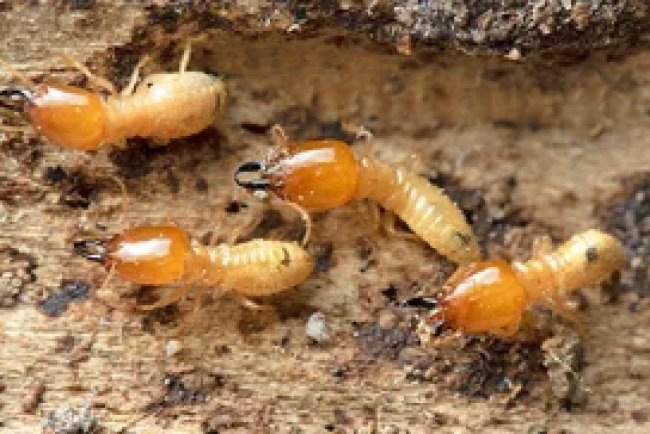 Best Pest Control in San Marcos