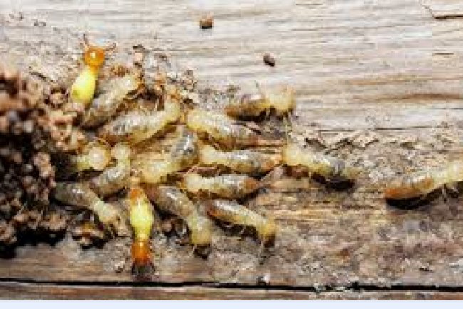 Best Pest Control in Austin