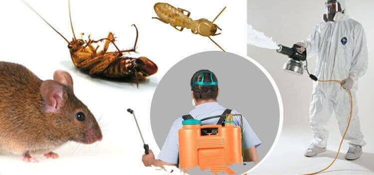 Pest Control in Fischer TX