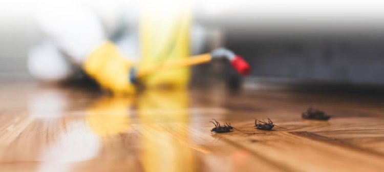Pest Control in Elkridge MD