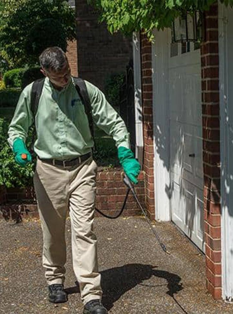 Pest Control in Greenacres WA