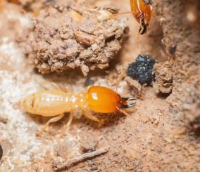 pest control in Marriottsville MD