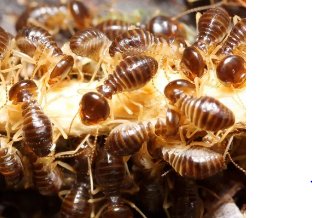 Pest Control Fruitvale, TX