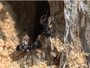 Pest Control in Pequannock NJ