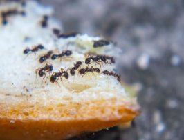 Pest Control in Haskell NJ