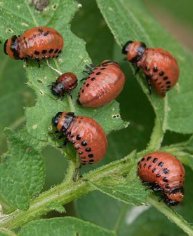 Best Pest Control in Colorado
