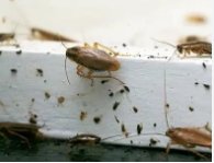 Best Pest Control in Arvada