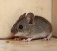 Best Pest Control in Centennial