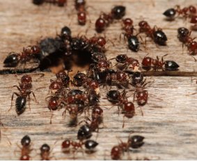 Best Pest Control in Parker