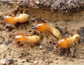 Best Pest Control in San Marcos