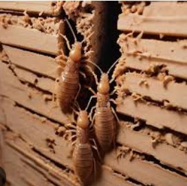 Best Pest Control in Glen Echo