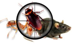Best Pest Control in Illinois
