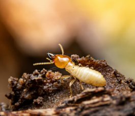 Best Pest Control in Lanham