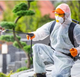 Best Pest Control in Homestead