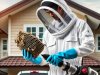 Professional Wasp and Bee Removal Services
