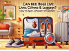 Can Bed Bugs Live in Clothes, Shoes & Luggage? | How to Spot