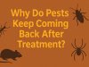 Why Do Pests Keep Coming Back After Treatment?