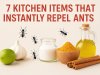 7 Kitchen Items That Instantly Repel Ants