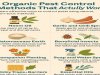 Organic Pest Control Methods That Actually Work