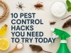10 Pest Control Hacks You Need to Try Today