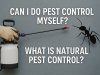 Can I Do Pest Control Myself? What Is Natural Pest Control?