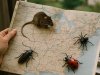 Spring Pest Surge Alert 2025: What the Latest NPMA Report Means for You