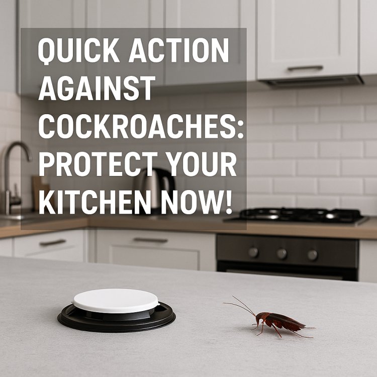 What to Do If You Find a Cockroach in Your Kitchen: A Complete Guide