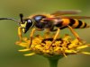 Northern Giant Hornet Eradicated: What It Means for Pest Safety and Our Mission