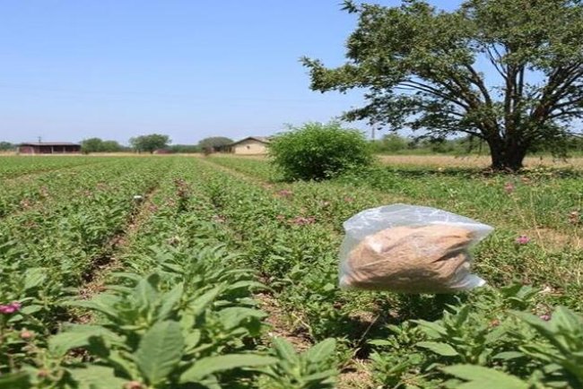 Pesticide Regulation Is Failing Our Communities