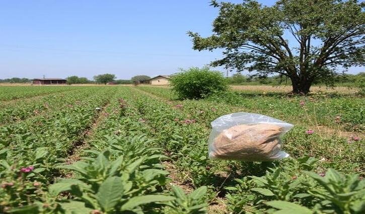 Pesticide Regulation Is Failing Our Communities